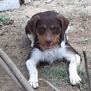 Bronko