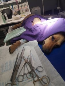 Pas na operacionom stolu