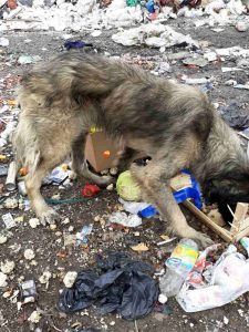 napušten pas sa deponije traži dom