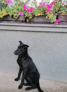 crni pas čeka novi dom