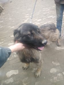 Pas kavkaz potpuno oporavljen nakon zivota na deponiji
