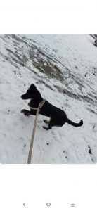 Mešanka labradora na snegu tokom šetnje