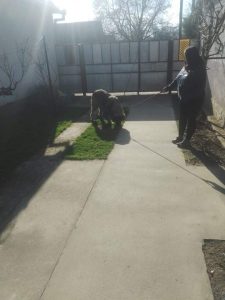 Pas sa udomiteljkom u dvorištu
