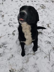 pas je dosta aktivan i na snegu