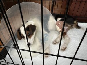 pas se uspešno opravlja nakon operacija
