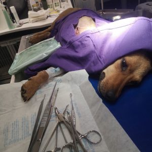 Pas na operacionom stolu