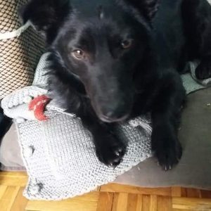 Pas spašen sa ulice i oporavljen