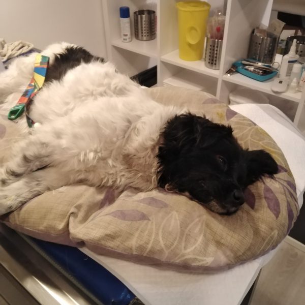 Ranjen pas kod veterinara