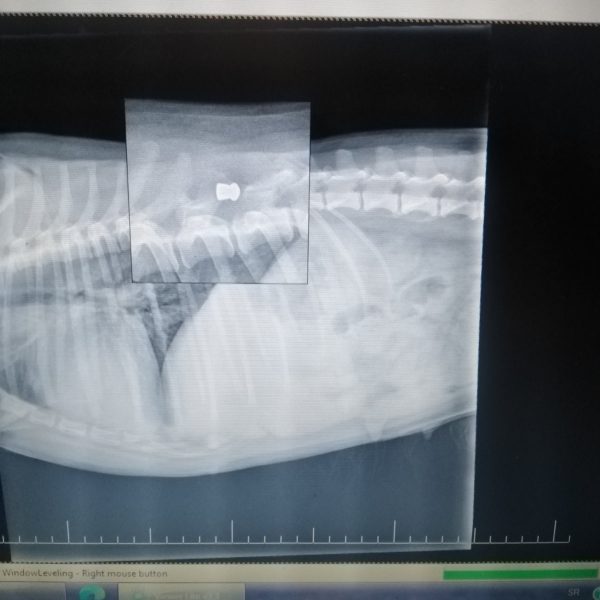 rendgenski snimak ranjenog psa