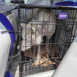 pas spašen iz Valjevskog azila