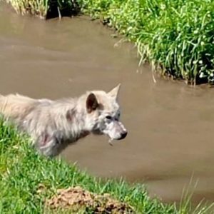 Napušten pas pronađen pored kanala
