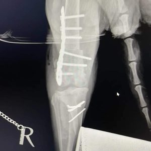 Oštećena kolena psa